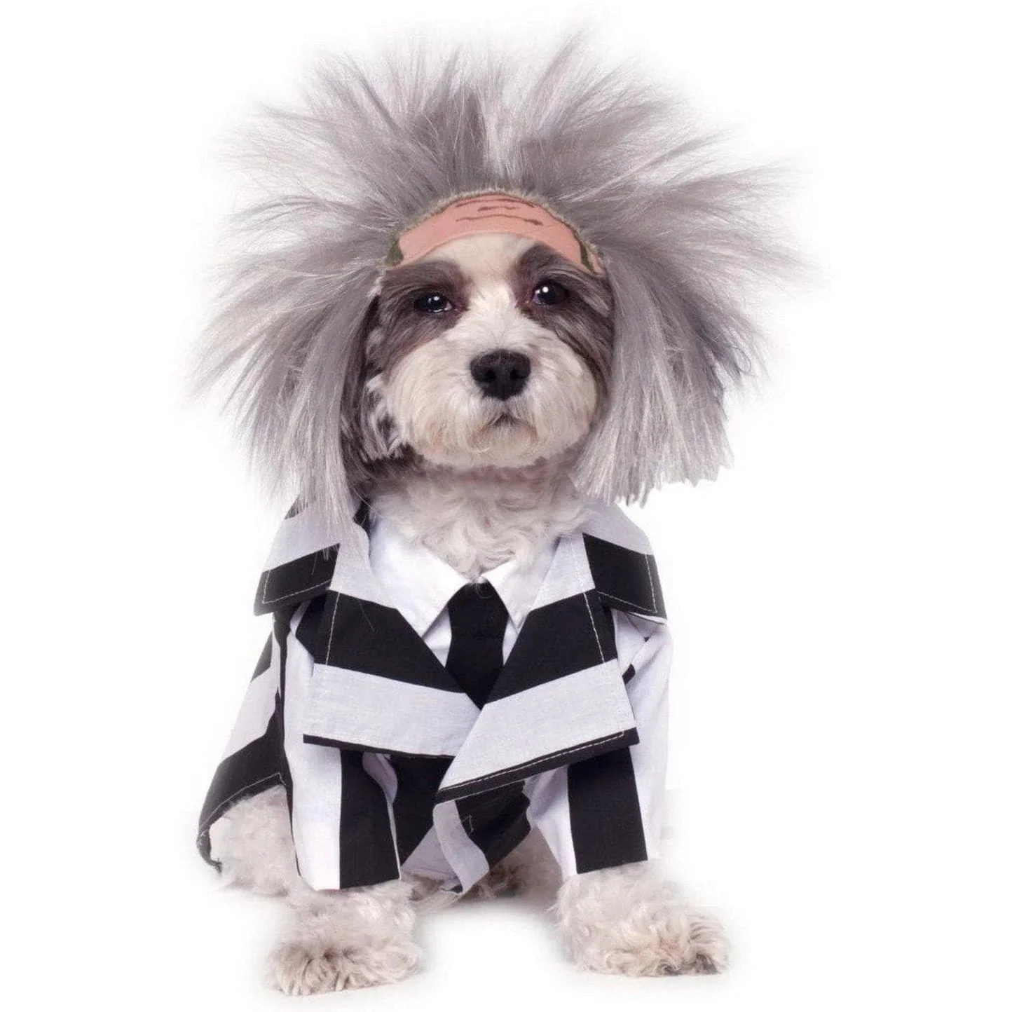 1510-beetlejuice-costume-for-pets-1.webp Beetlejuice Costume For Pets